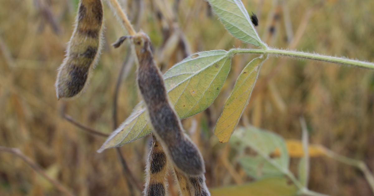 2023 Soybean Variety Performance Results Golden Harvest Golden Harvest