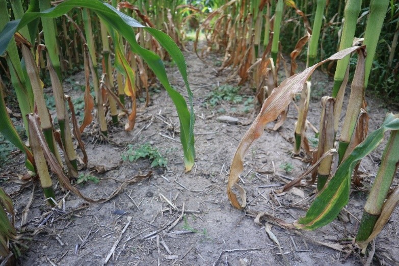 Acuron® Flexi + glyphosate en postlevée