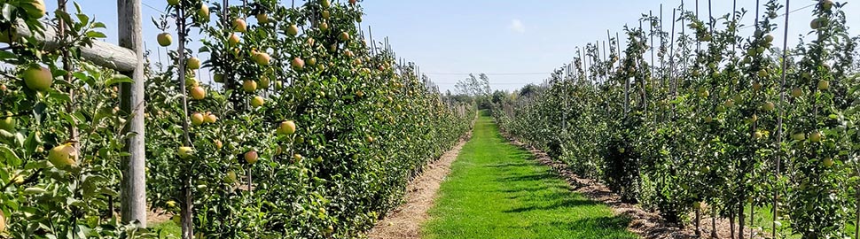 apple orchard
