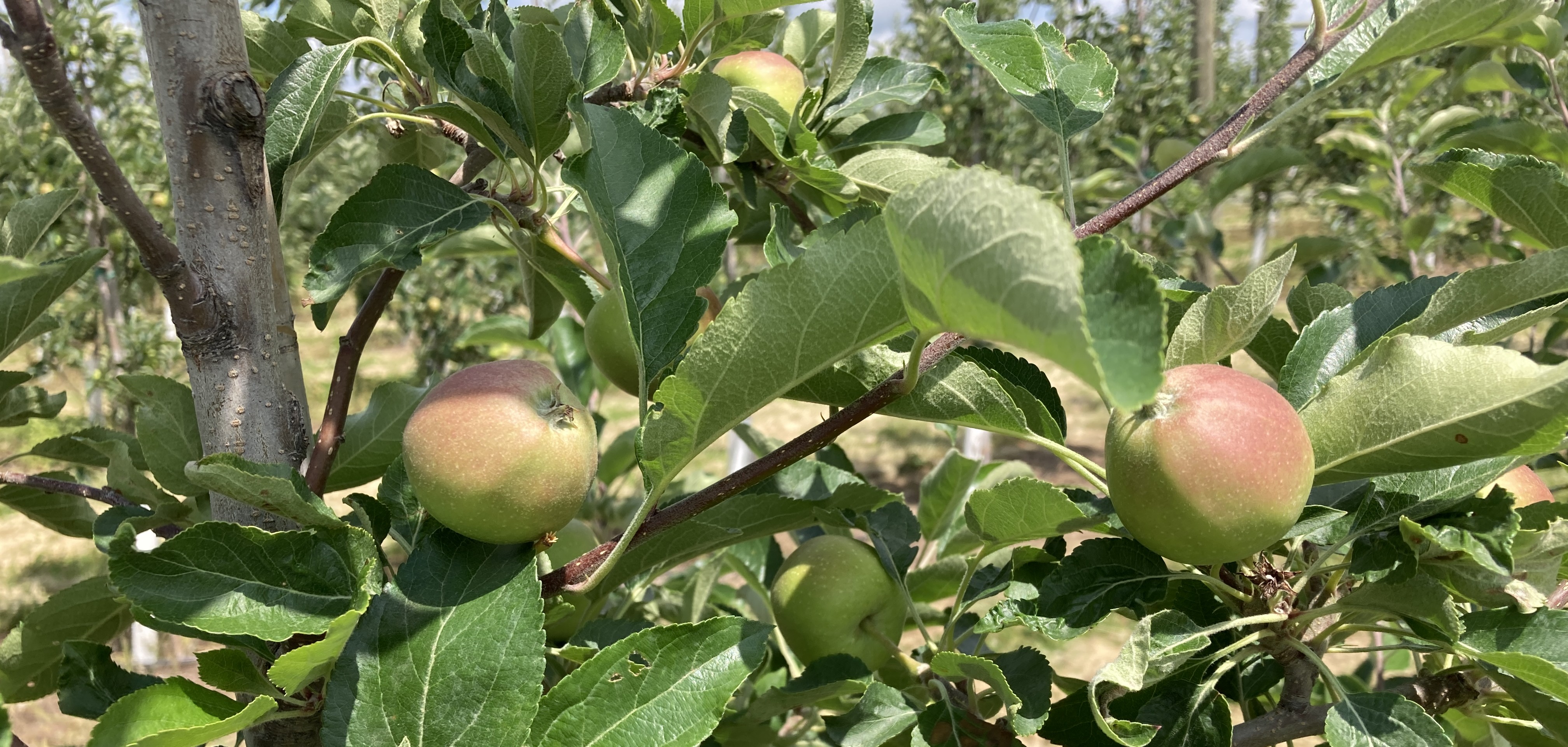 Keeping powdery mildew in apples under control