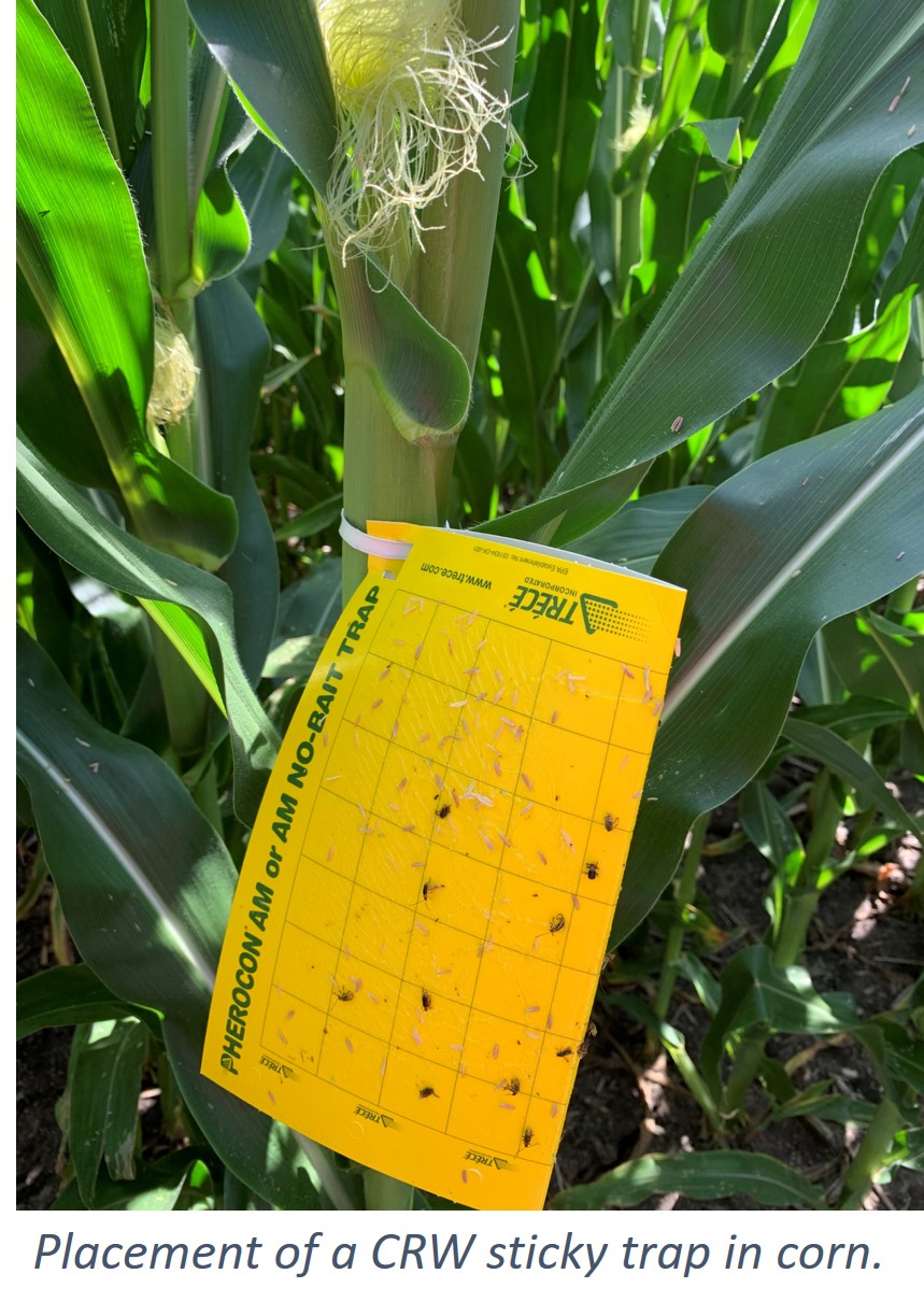 Golden Harvest | Manage Adult Corn Rootworm Populations and Protect Silks