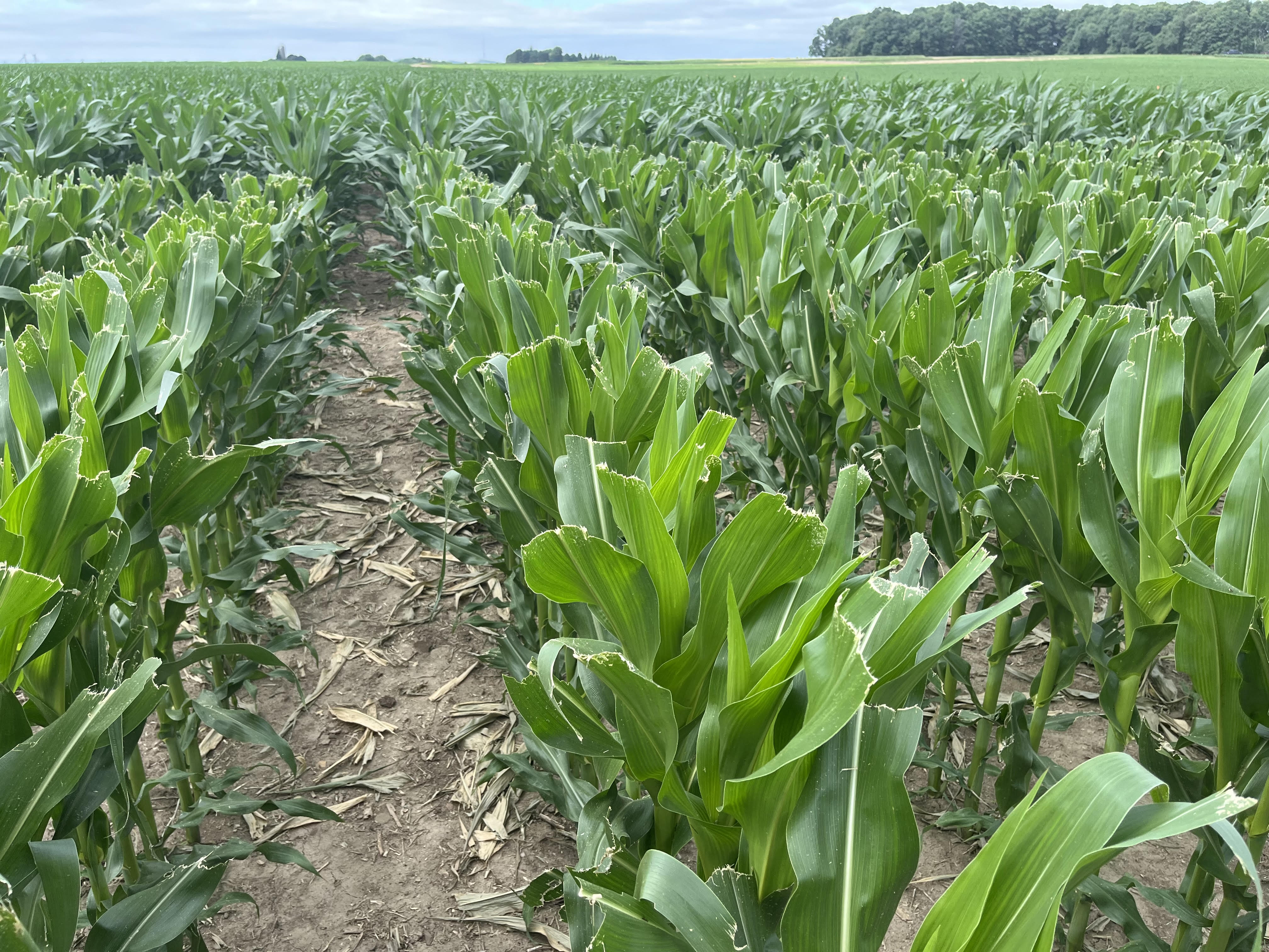 Simulated corn hail damage