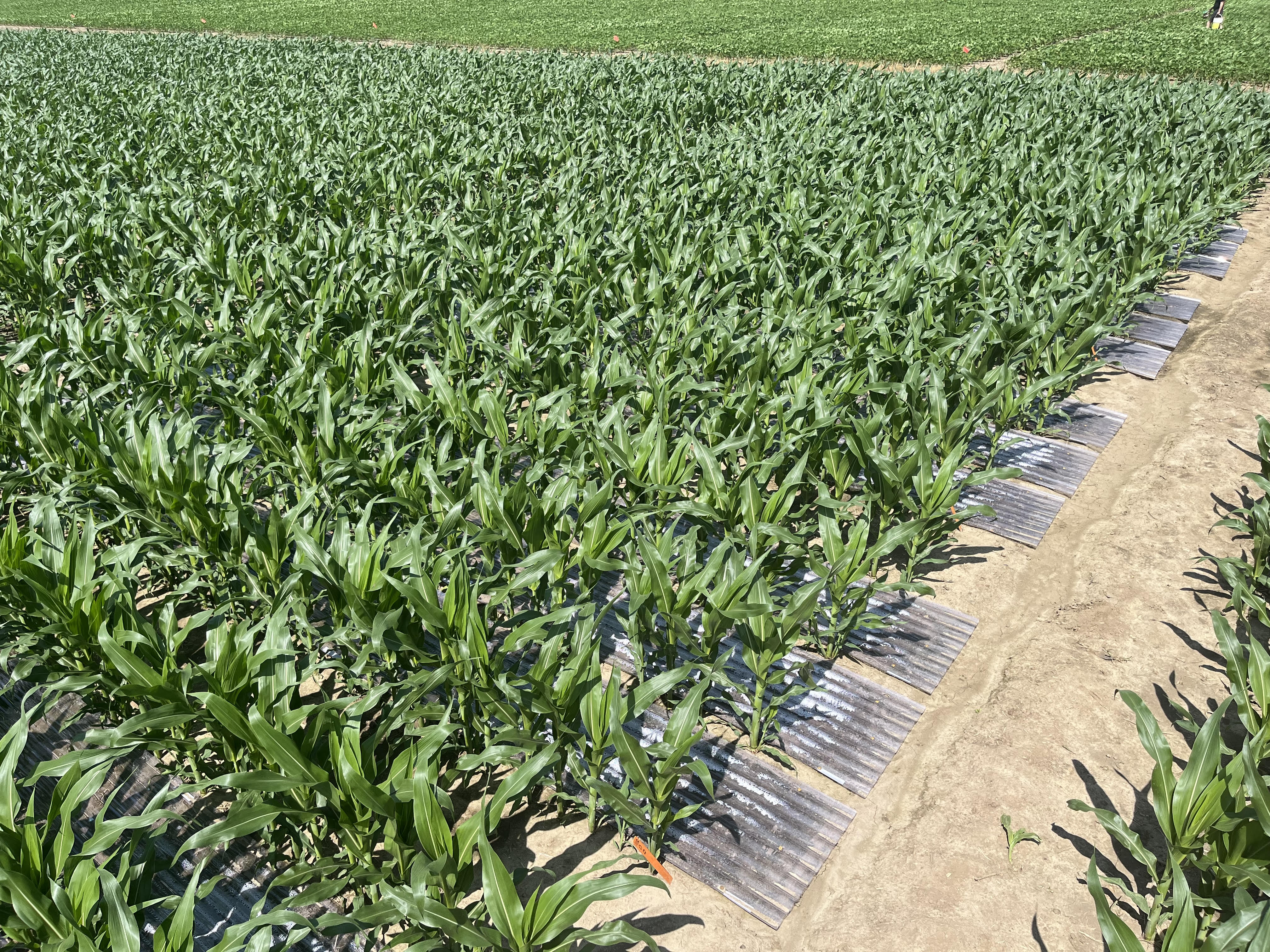 Drought trays in corn