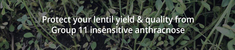 anthracnose damage in lentil crop