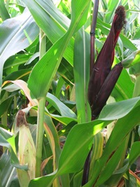 Syngenta introduces new stewardship tool for growers | Newsroom ...