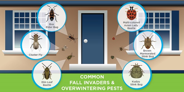 Fall Invder Insects | Professional Pest Management | Syngenta