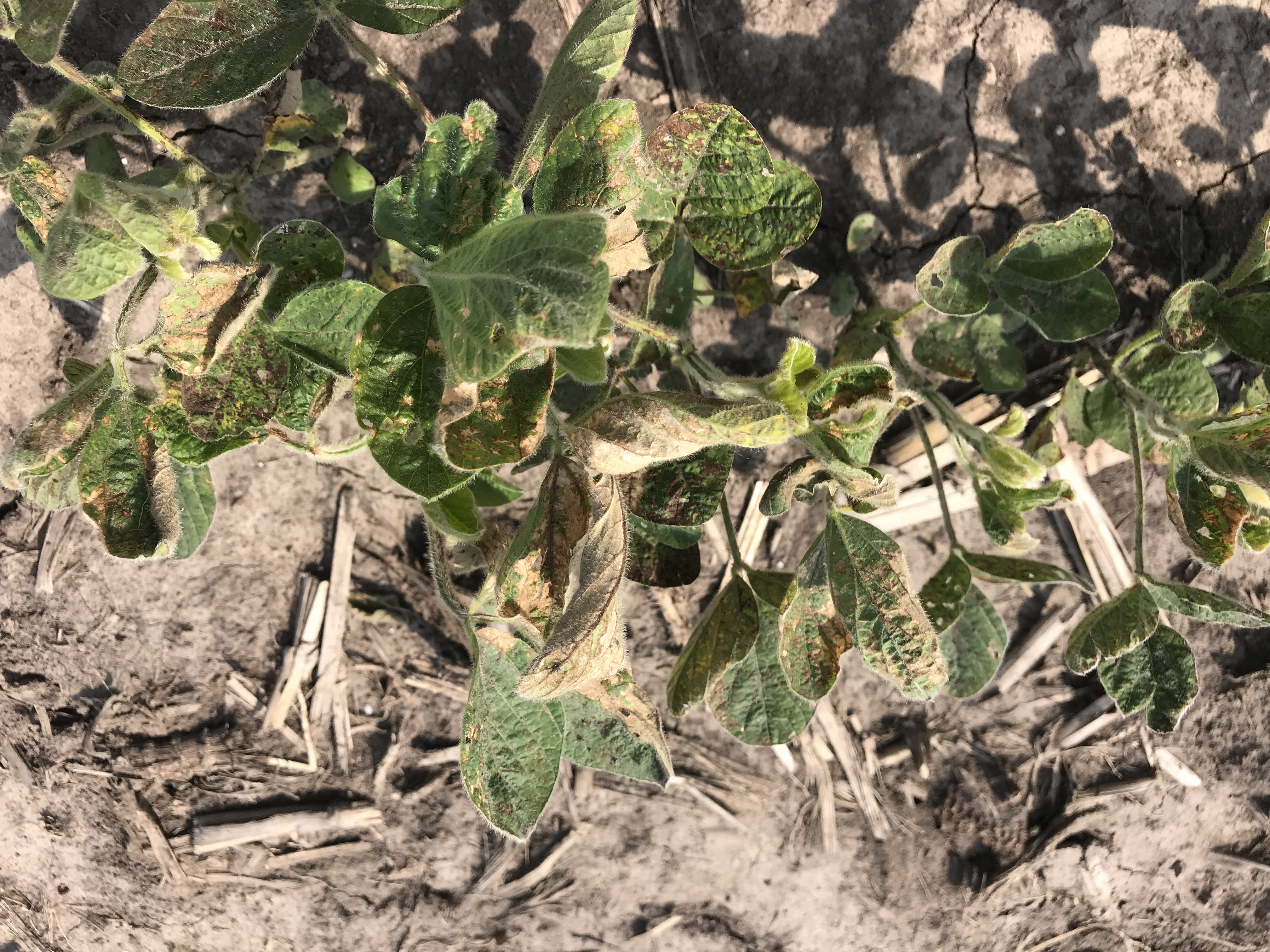 Golden Harvest | Impact of Changes to Soybean Growth Habit on Yield  Potential