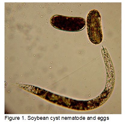 Soybean cyst nematode and eggs