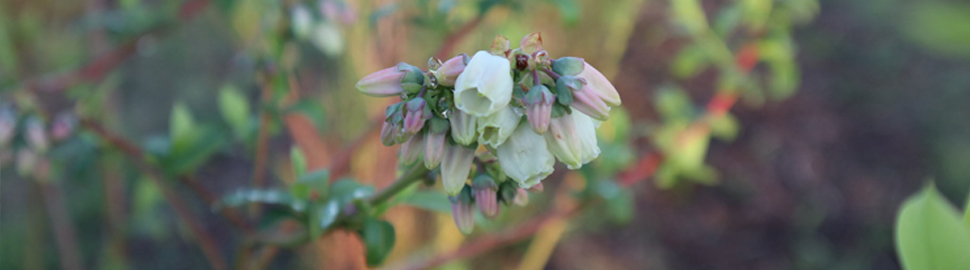 highbush blueberry crop