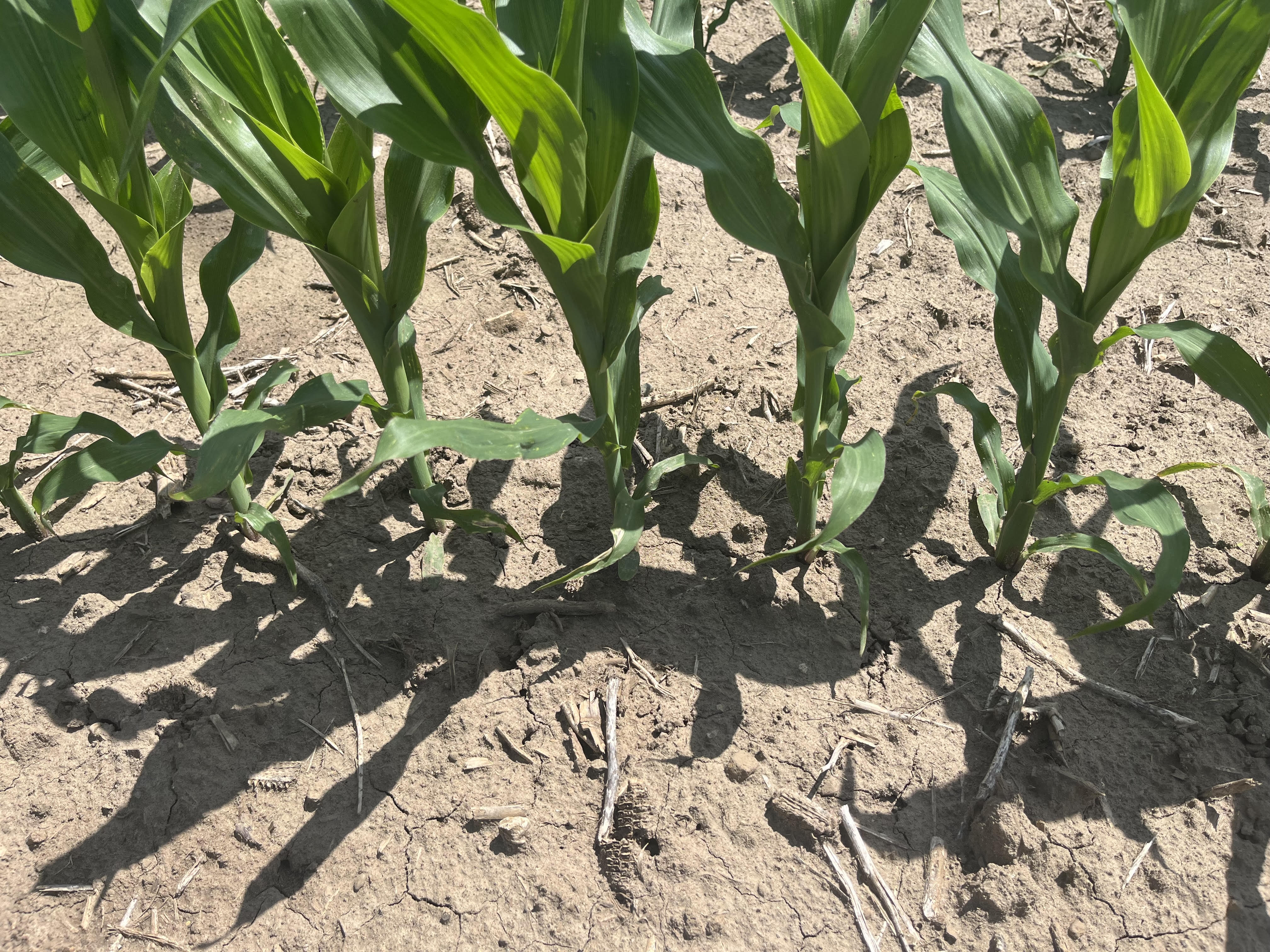 High density corn planting