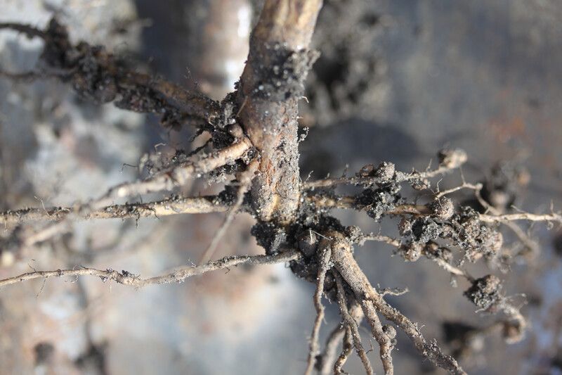 Soybean cyst nematodes on roots