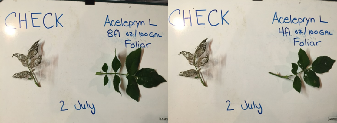 Japanese beetle damage comparison