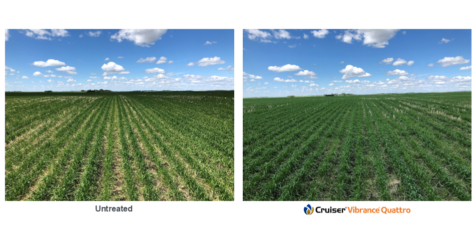 Cereal plant emergence comparison