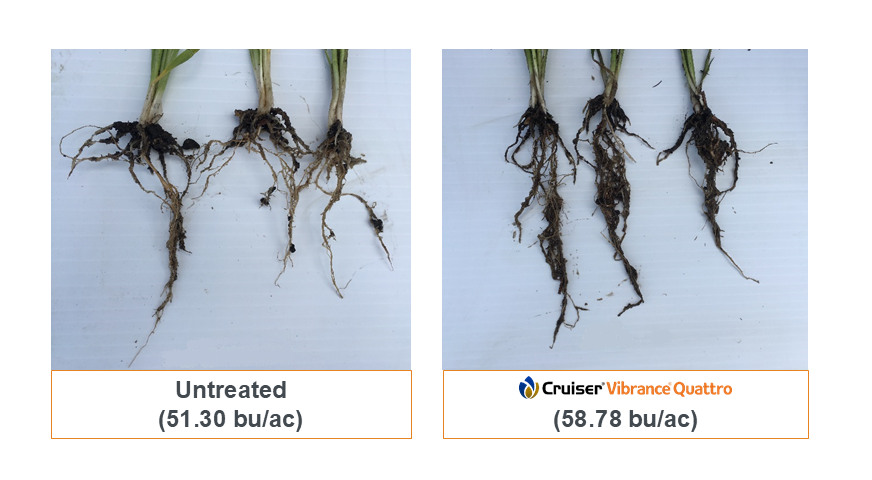 Cereal plant root mass comparison