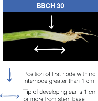 BBCH30