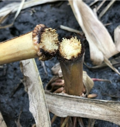 Interior of a corn stalk showing bacterial stalk rot