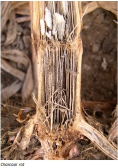 Cross-section of a corn stalk showing charcoal stalk rot