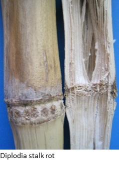 Exterior and cross-section of a corn stalk showing Diplodia stalk rot