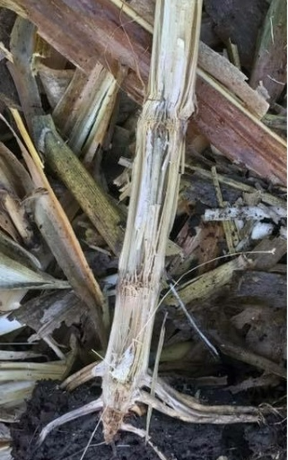 Corn stalk with Fusarium stalk rot lying on the ground