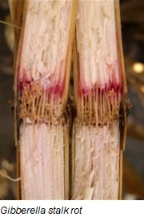Cross-section of a corn stalk showing Gibberella stalk rot