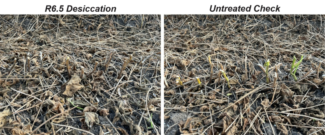 Photo of soybean plants in R6.5 Defol 5 application plot vs. untreated check plot from 2025 Golden Harvest Trials.