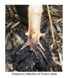 Fusarium infection in the crown area of a corn plant