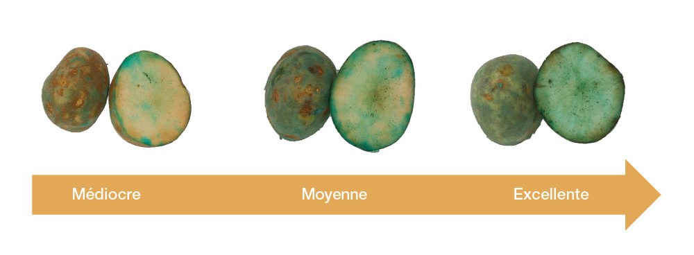 couvrir et à protéger le planton au complet