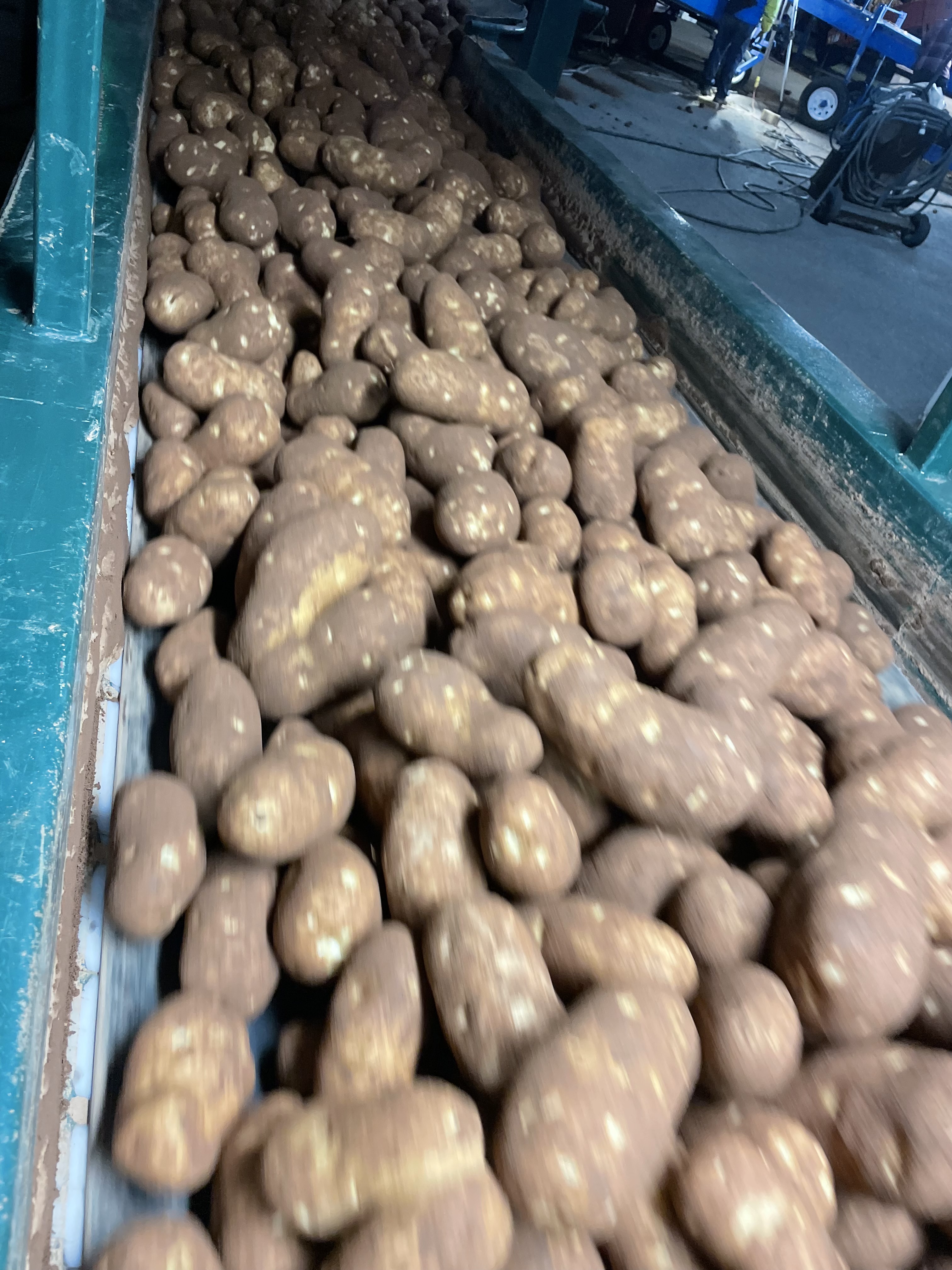 Birch Farms Ltd potatoes at harvest