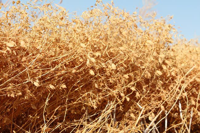 https://assets.syngentaebiz.com/images/Reglone_Lentils.png