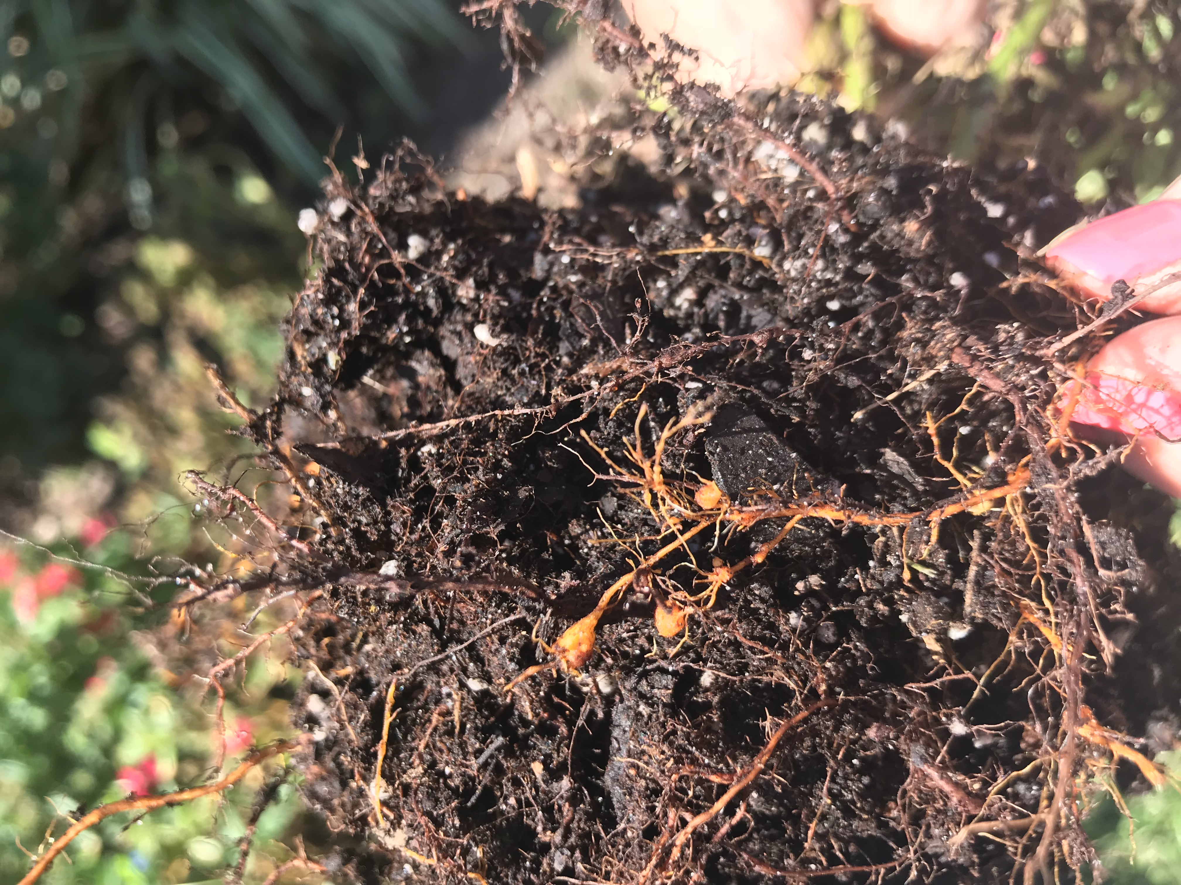 From Symptoms to Solutions: The Hidden Threat of Nematodes | GreenCast ...