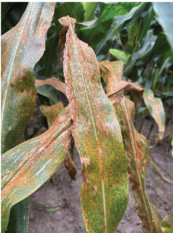 Southern rust