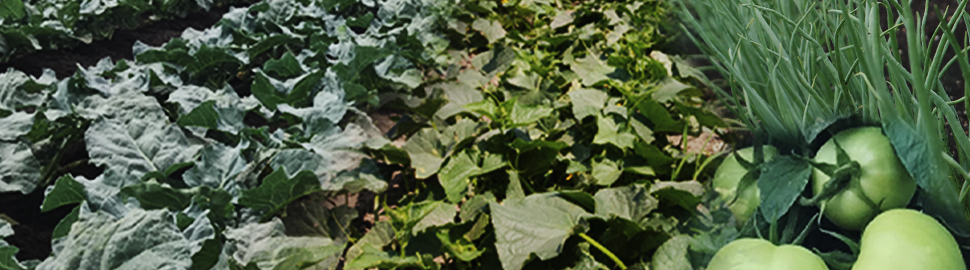 Vegetables