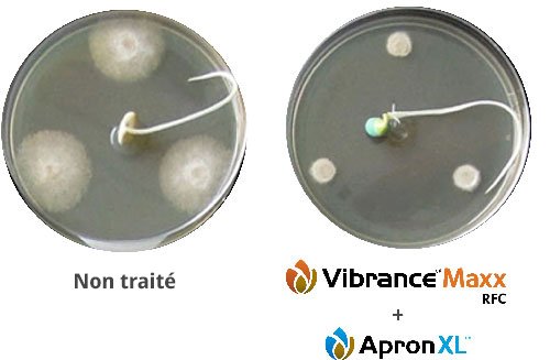 soybean germinating in petri dish; untreated dish shows pathogen growth