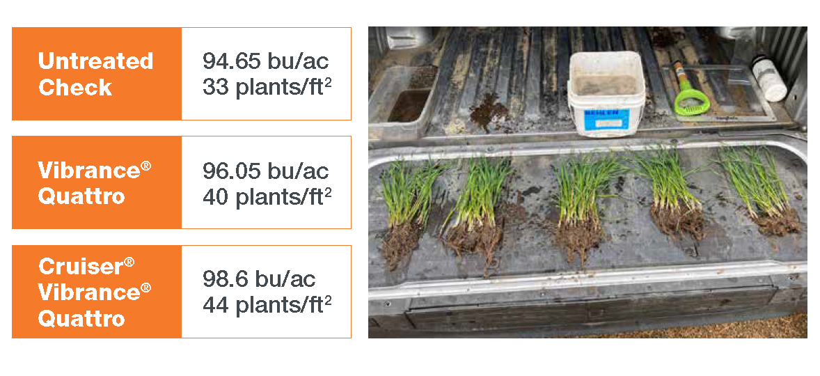 Cereal plant density comparison 
