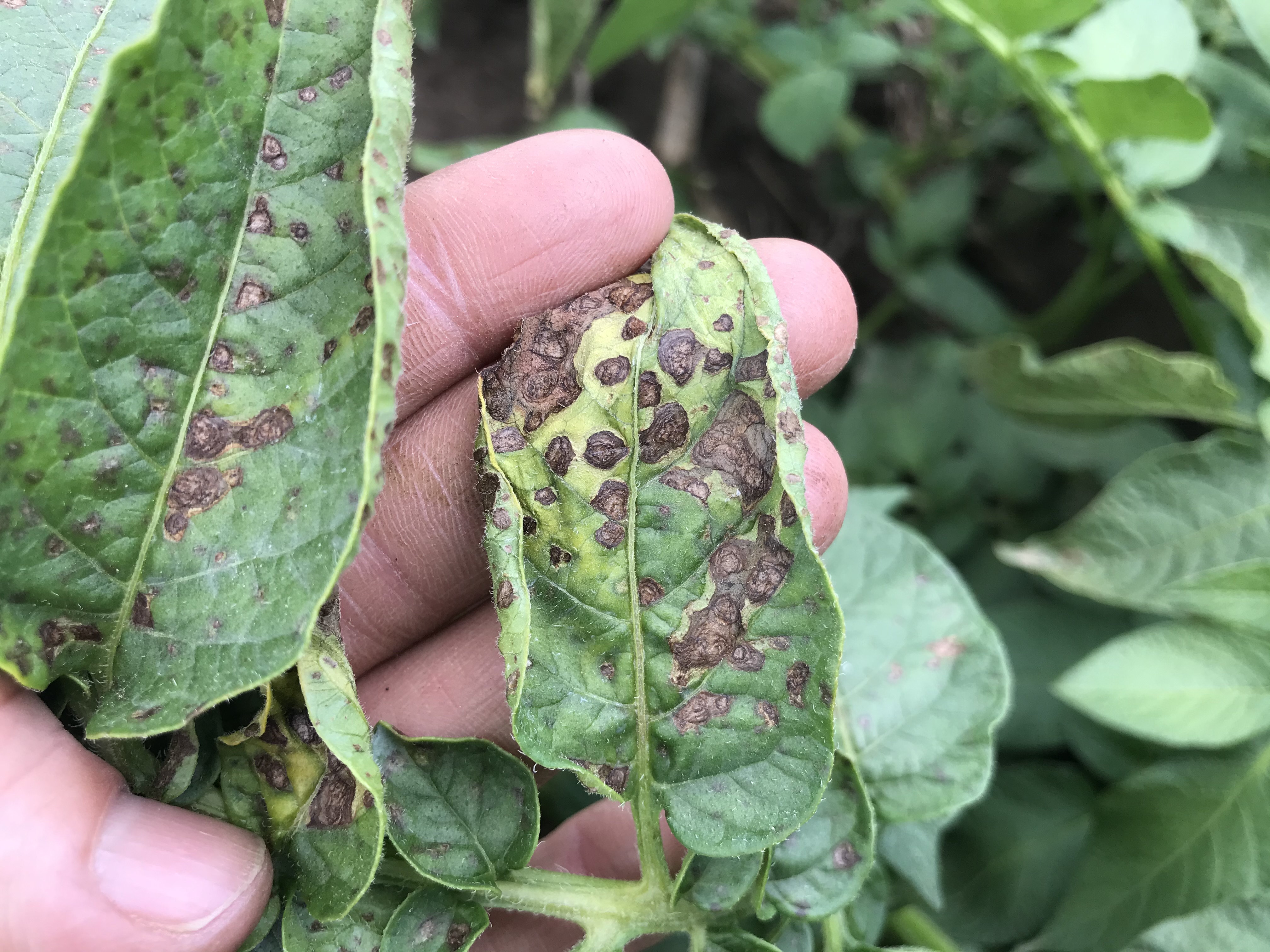 Earn an A+ in Alternaria disease management | Agronomy hub