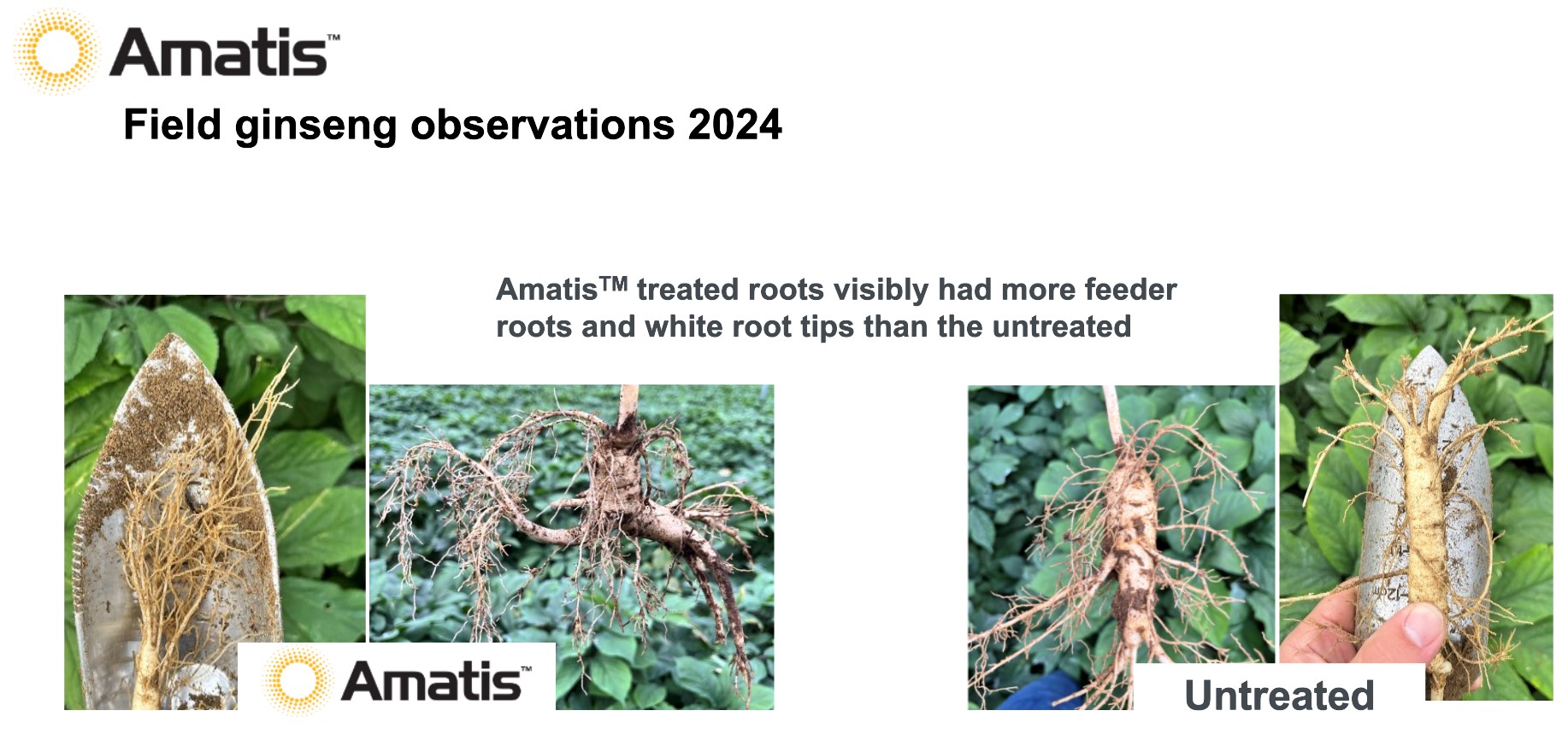 Amatis observations