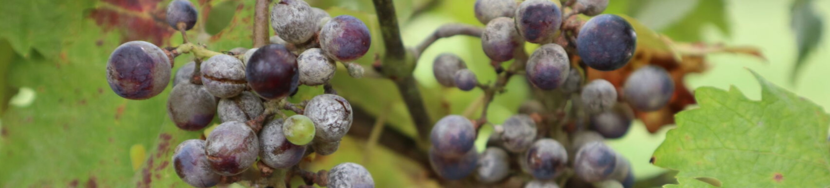 Powdery mildew on grapes