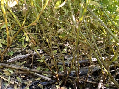 Severe anthracnose lentil damage