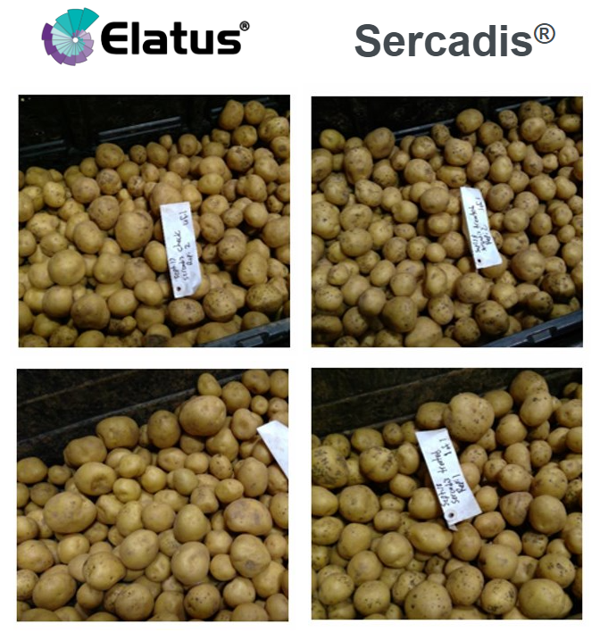 Elatus and Sercadis on potatoes