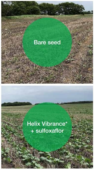 Canola fields; bare seed shows poor crop stand. Crop treated with Helix Vibrance + sulfoxaflor shows good stand