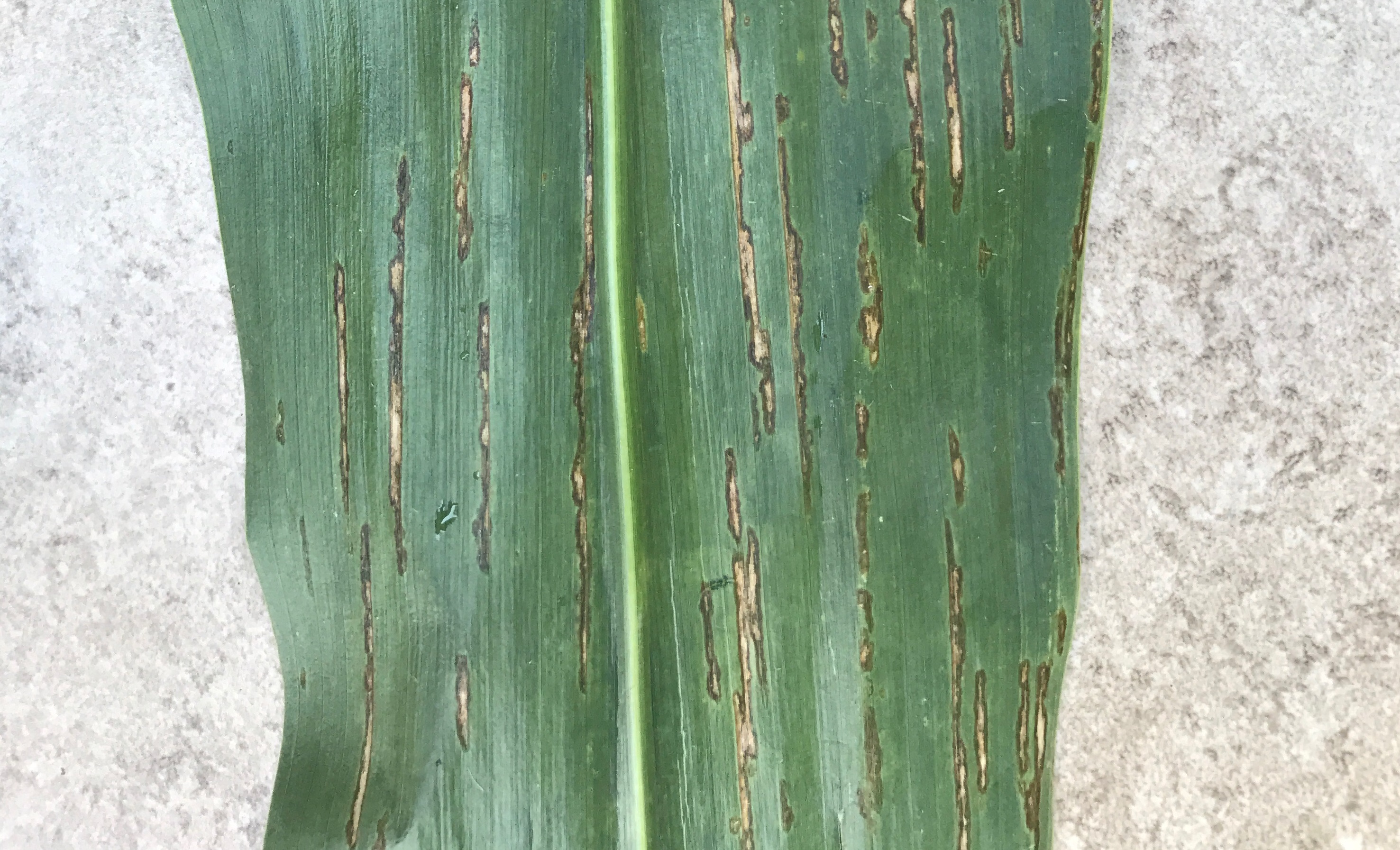 Bacterial Leaf Streak Confirmed In Nebraska Golden Harvest