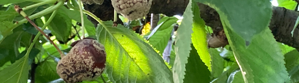 Monolinia brown rot in cherries
