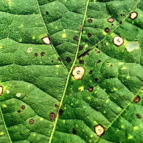 frog eye leaf spot