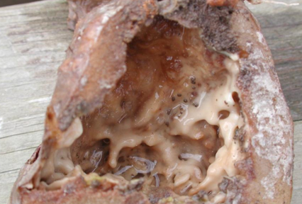 Soft rot in potato