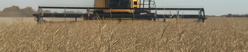 Combine at canola harvest