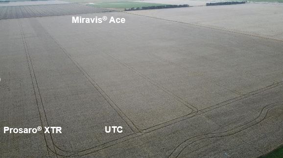 Aerial image of treated wheat