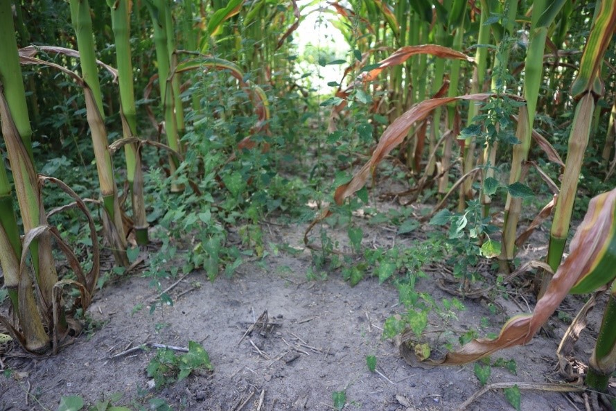 Concurrent + glyphosate en postlevée