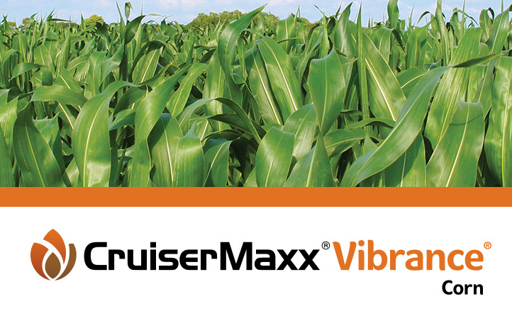 Cruisermaxx Vibrance corn