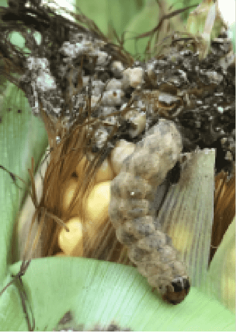 Cutworm on Corn husk