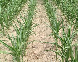 Effects of Drought on Corn Plants | Golden Harvest